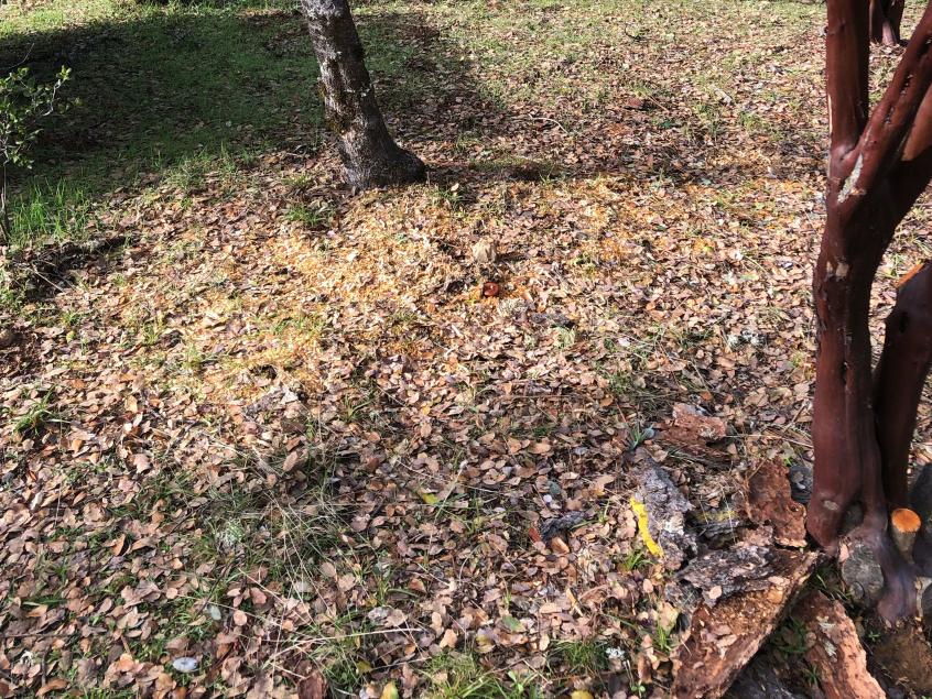 Wildfire fuel removal