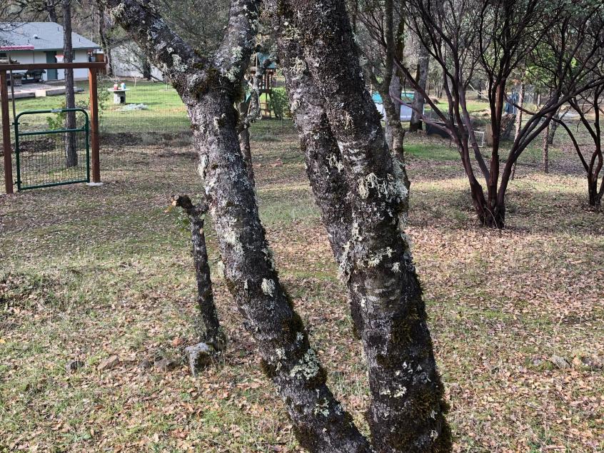 Trimmed branches